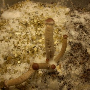 Psilocybe Galindoi "georgia Atl#7