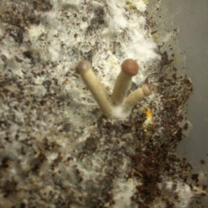 Psilocybe Galindoi "georgia Atl#7