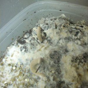 Psilocybe Galindoi "georgia Atl#7