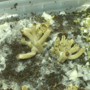 Psilocybe Galindoi "georgia Atl#7