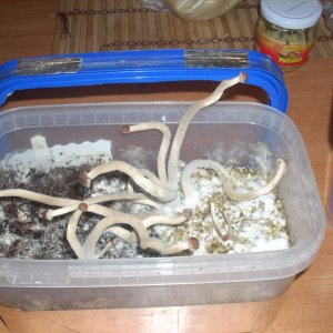 Psilocybe Galindoi "georgia Atl#7 Плодовые Тела