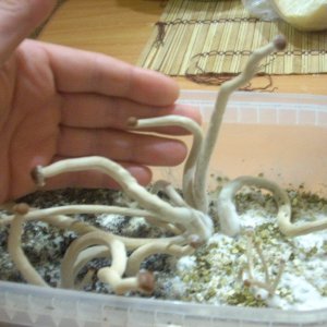 Psilocybe Galindoi "georgia Atl#7 Плодовые Тела