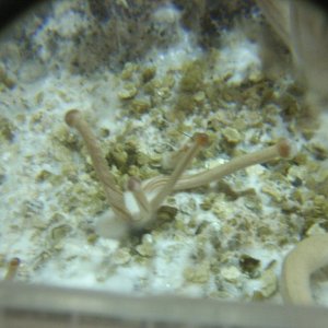 Psilocybe Galindoi "georgia Atl#7 Плодовые Тела