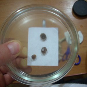 Psilocybe Galindoi "georgia Atl#7 Плодовые Тела