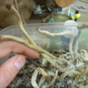 Psilocybe Galindoi "georgia Atl#7
