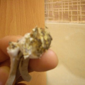 DSCN1770