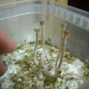 Psilocybe Galindoi "georgia Atl#7