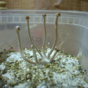 Psilocybe Galindoi "georgia Atl#7