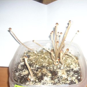 DSCN1772