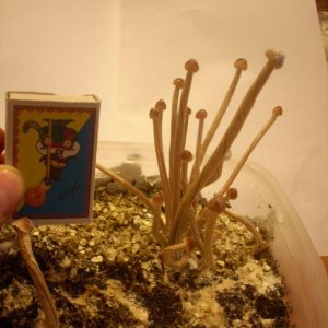 DSCN1774