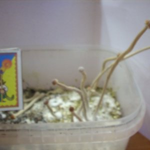 DSCN1775