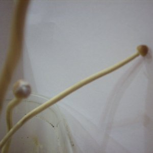 Psilocybe Galindoi "georgia Atl#7