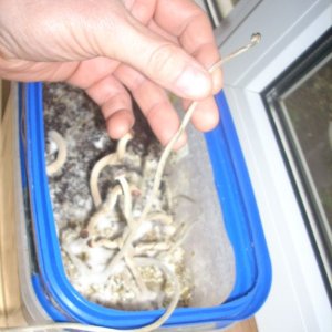 Psilocybe Galindoi "georgia Atl#7