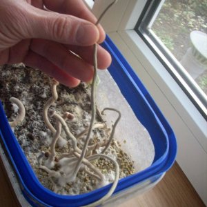 Psilocybe Galindoi "georgia Atl#7