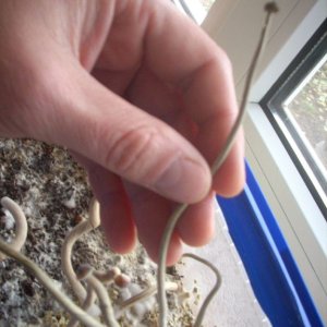Psilocybe Galindoi "georgia Atl#7