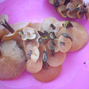 DSCN1793