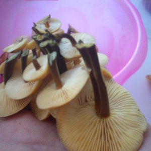 DSCN1794