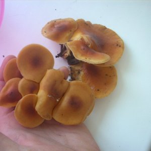 DSCN1795