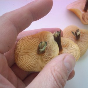 DSCN1799