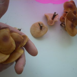 DSCN1800
