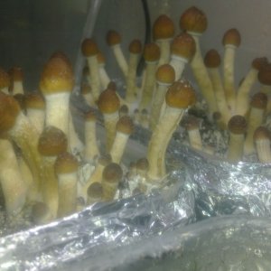 Фото1210