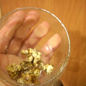 Psilocybe Galindoi