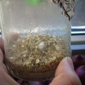 Psilocybe Galindoi