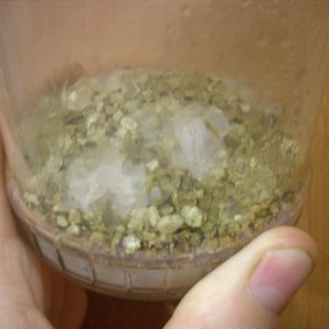 Psilocybe Galindoi