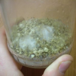 Psilocybe Galindoi