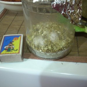 Psilocybe Galindoi