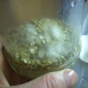 Psilocybe Galindoi