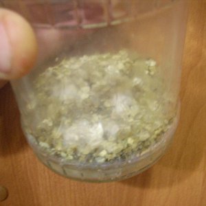 Psilocybe Galindoi