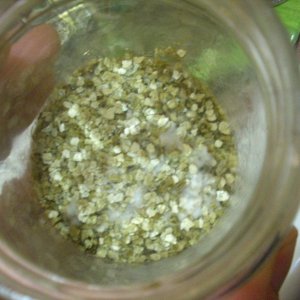 Psilocybe Galindoi