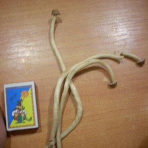 Psilocybe Galindoi "georgia Atl#7