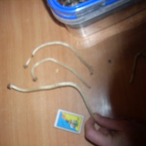 Psilocybe Galindoi "georgia Atl#7