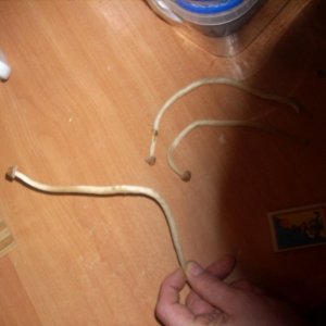 Psilocybe Galindoi "georgia Atl#7