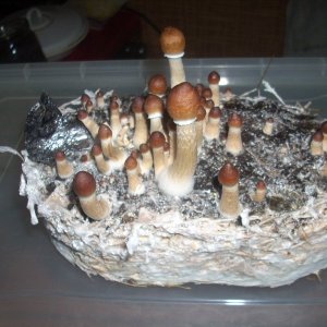 Psilocybe Cubensis Golden Teacher