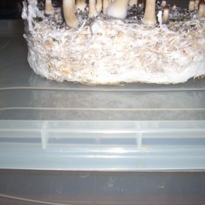 Psilocybe Cubensis Golden Teacher