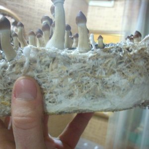 Psilocybe Cubensis Golden Teacher