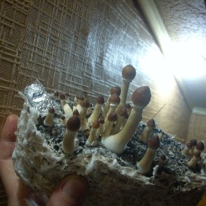 Psilocybe Cubensis Golden Teacher