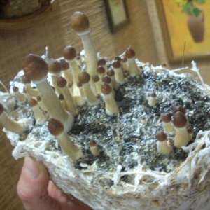 Psilocybe Cubensis Golden Teacher