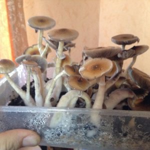 IMG 1131