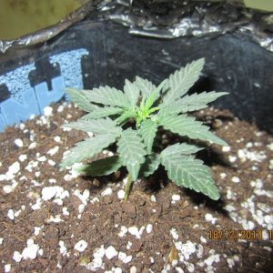 IMG 2300