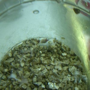 Psilocybe Galindoi "georgia Atl#7 Плодовые Тела Из Склеротий-Эксперимент!2