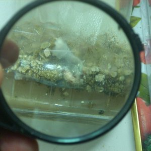 Psilocybe Galindoi "georgia Atl#7 Плодовые Тела Из Склеротий-Эксперимент!2