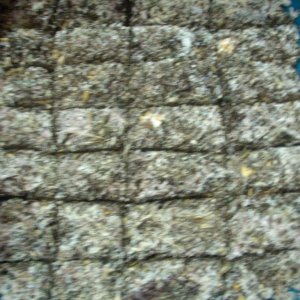 DSCN1909