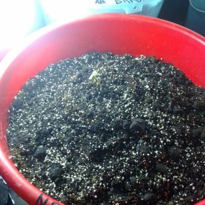 08 11 13, подсыпал