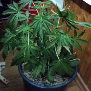 6-ая неделя