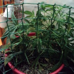 6-ая неделя