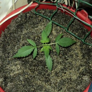 2-ая неделя